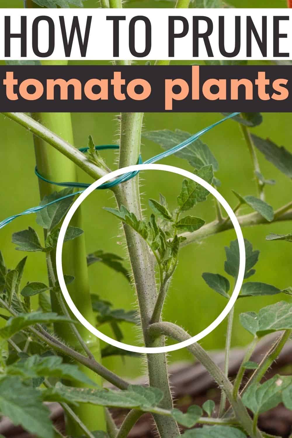 How to prune tomato plants