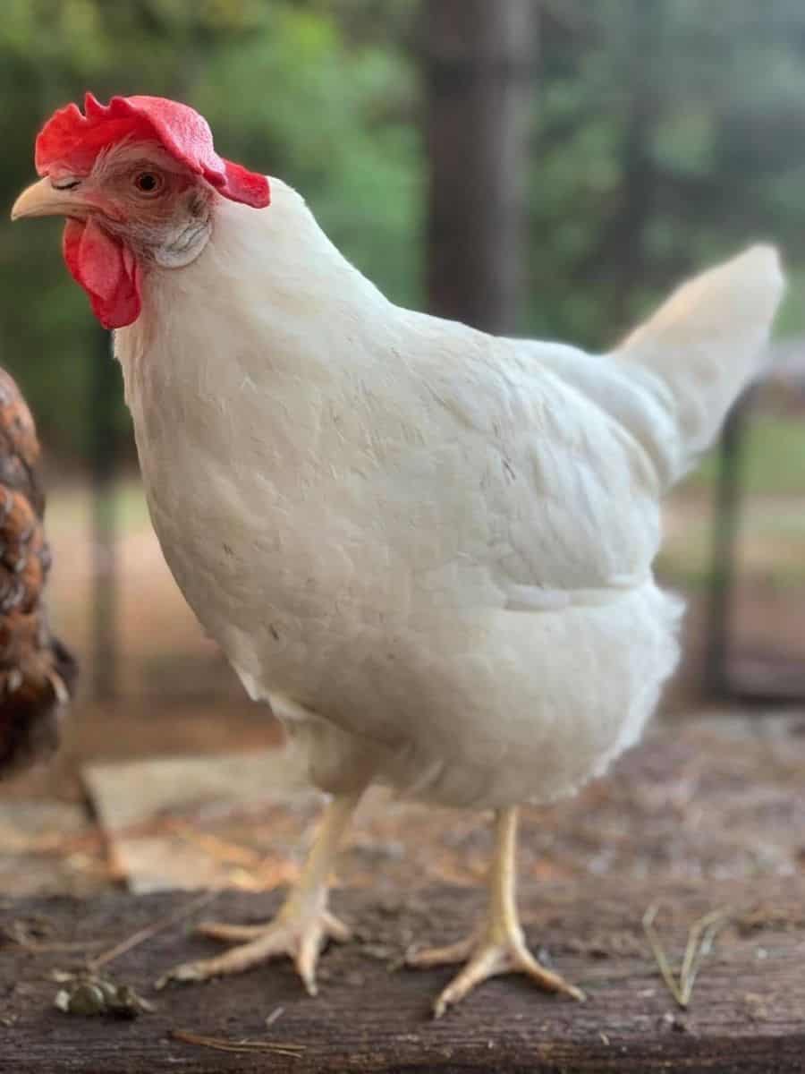 leghorn chicken