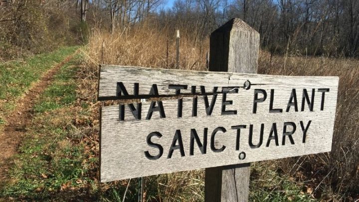 Celebrate National Native Plant Month This April!