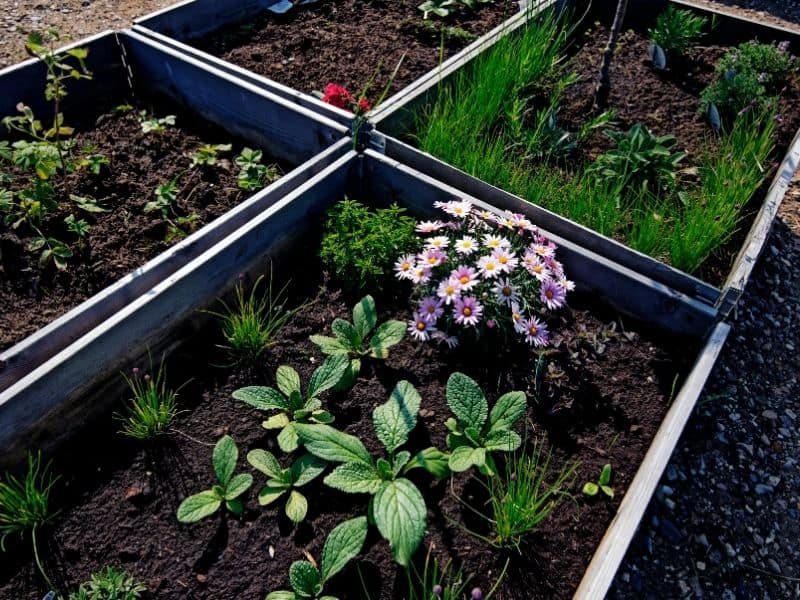 newly planted raised beds