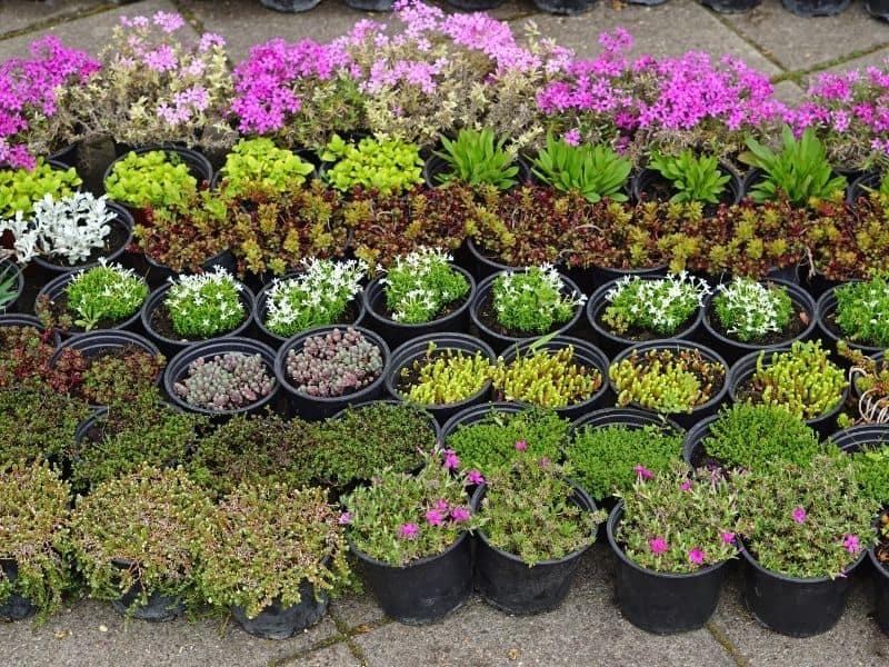 flower containers lined up at the nursery