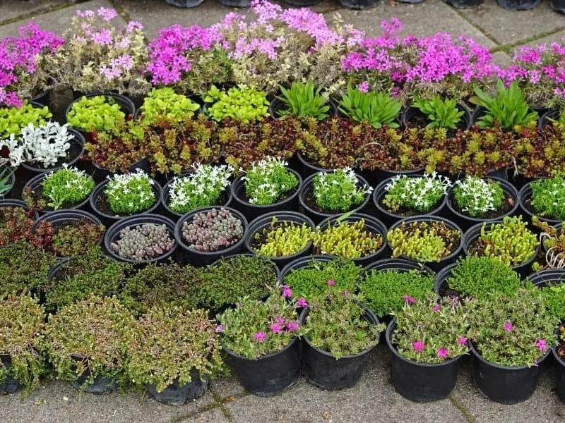 flower containers lined up at the nursery 