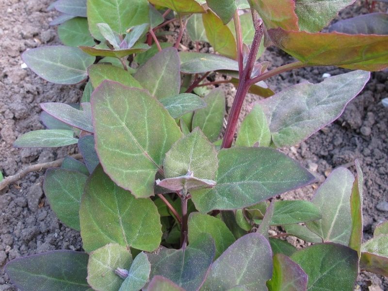 orach plant