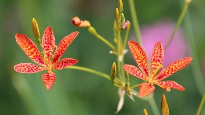 13 Timeless Flowers that Start with T