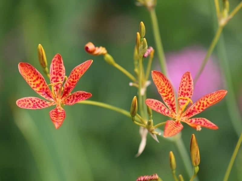 orange toad lily flowers