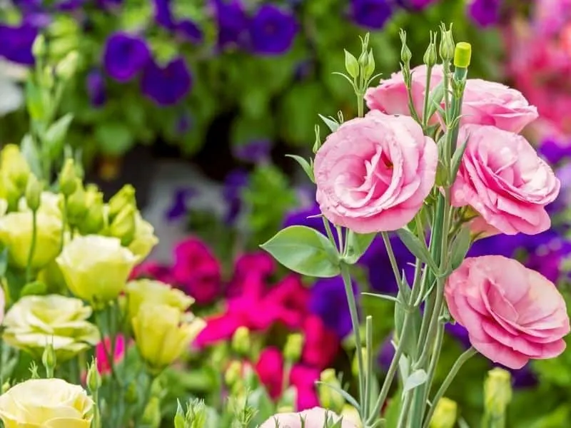 pink and white lisianthus flowers