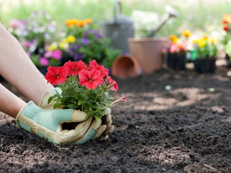 planting flowers