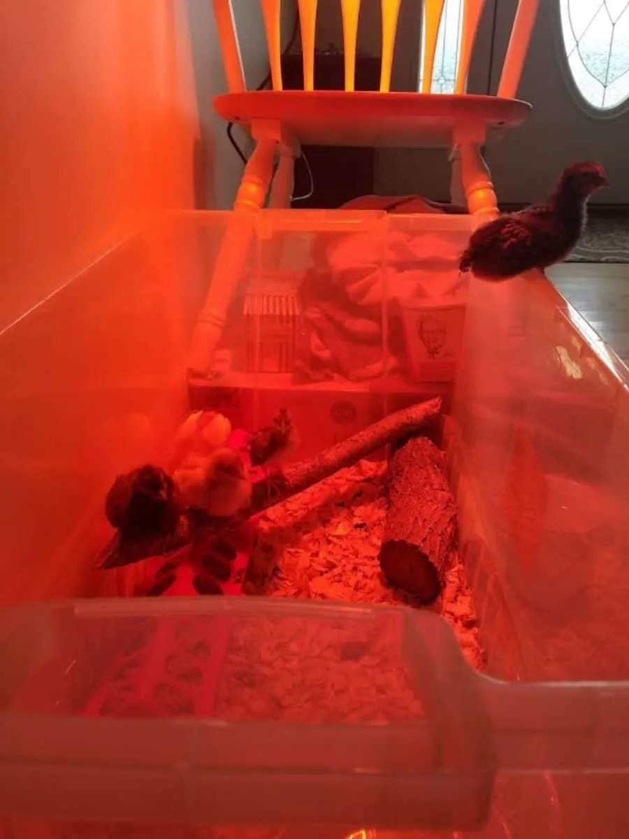 Our baby chicks in their tempolrary housing (a plastic bin)