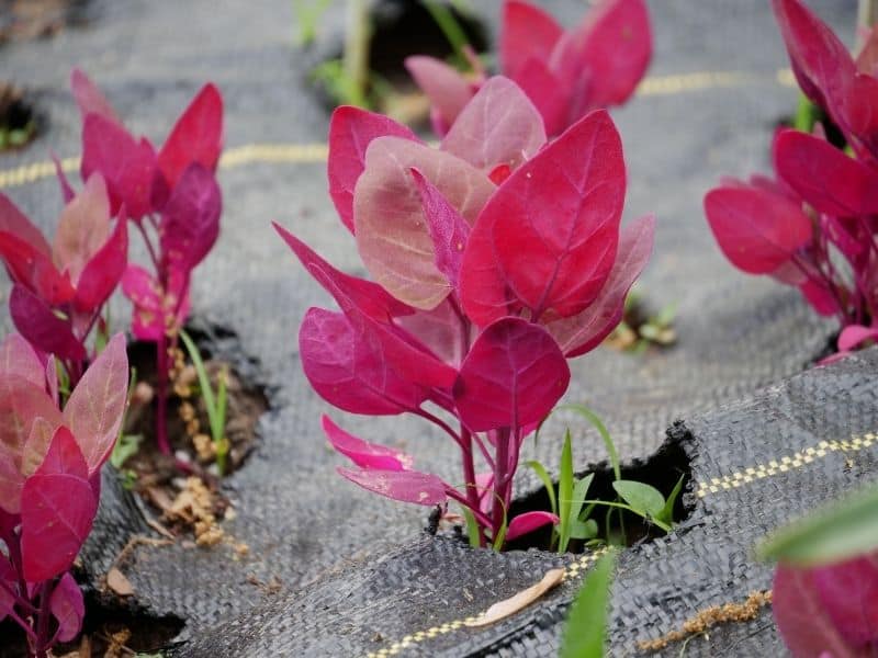 purple orach plant