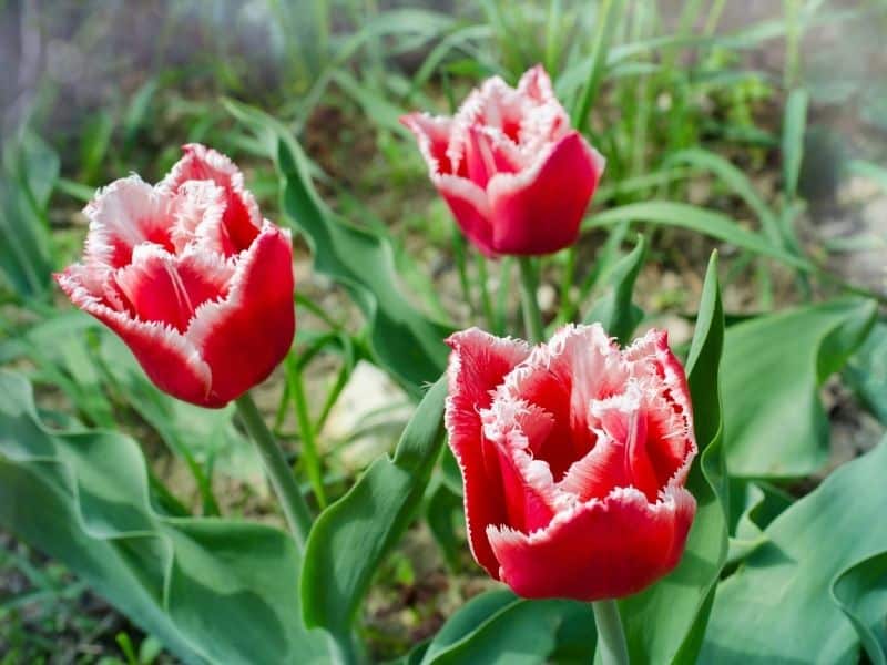 red fringed tulips