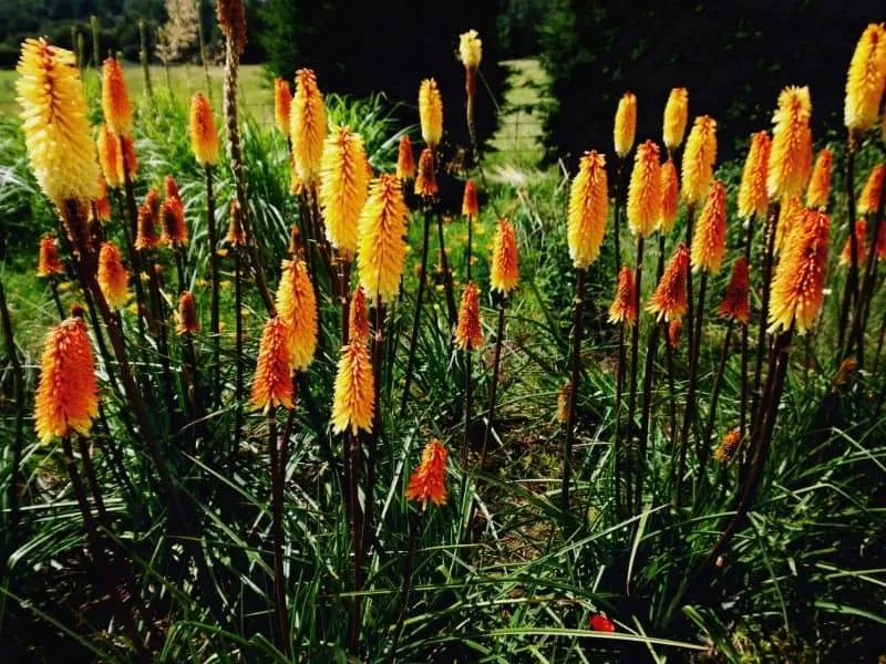 Red hot poker flowers