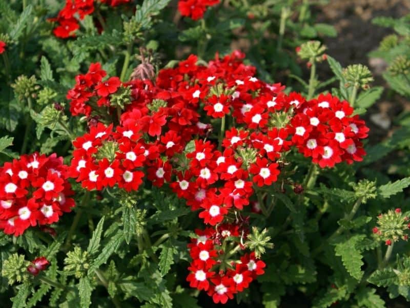 red verbena flowers