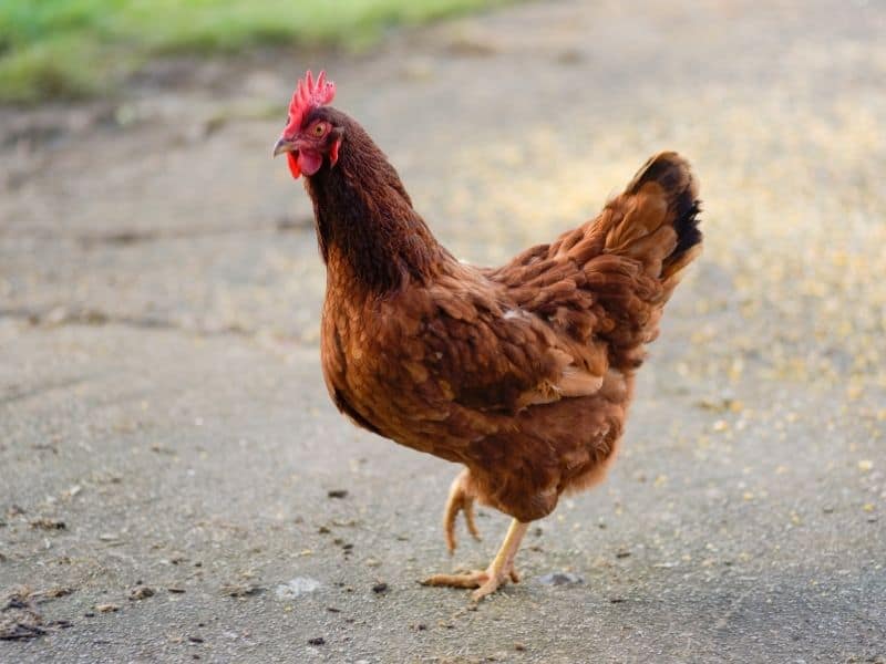 Rhode Island Red (RIR) chicken 