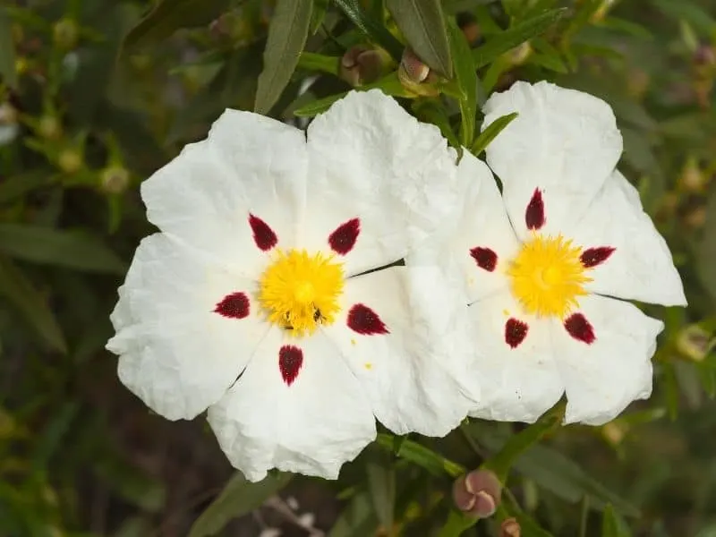 white rockrose flowers