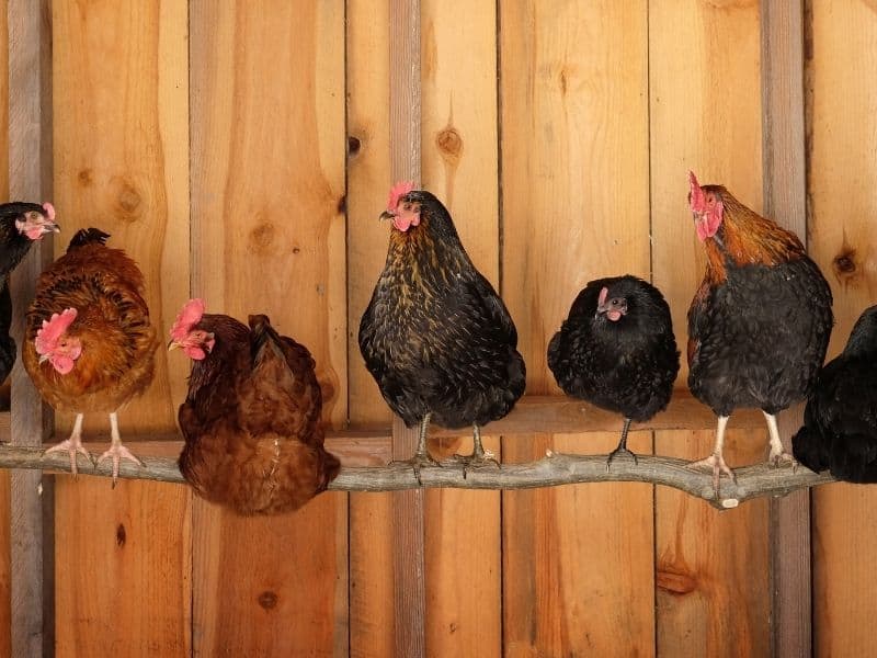 Chickens sitting on a roosting bar made from a tree branch