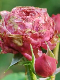 Pink rose affected by rose rosette disease