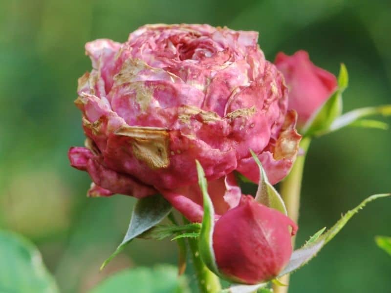 Pink rose affected by rose rosette disease