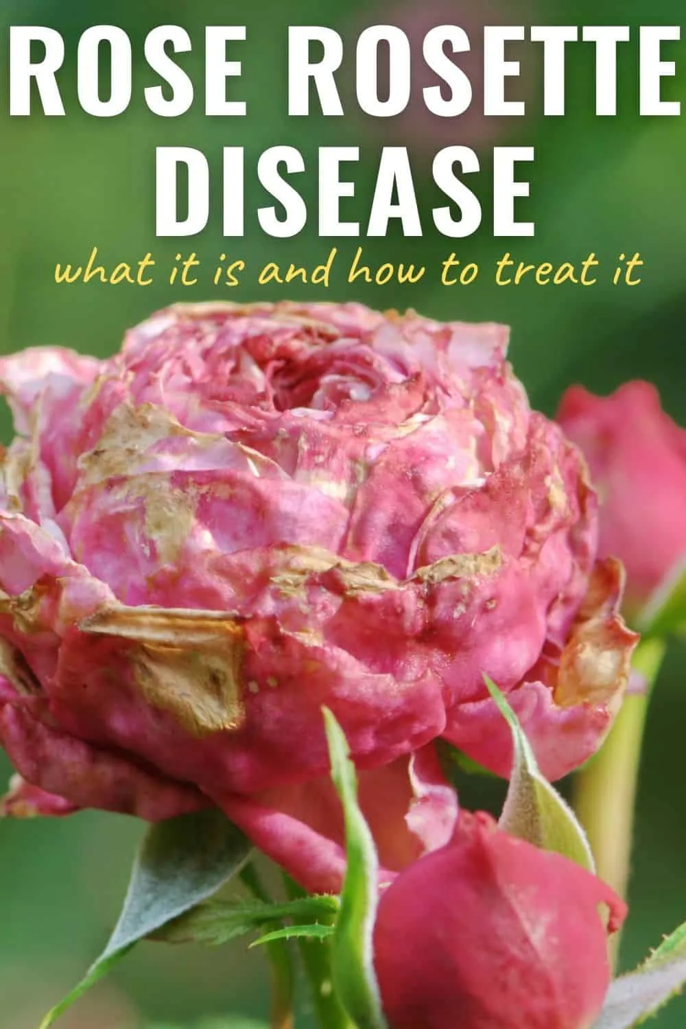 Rose rosette disease - what it is and how to treat it