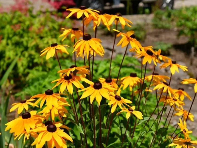 rudbeckia flowers