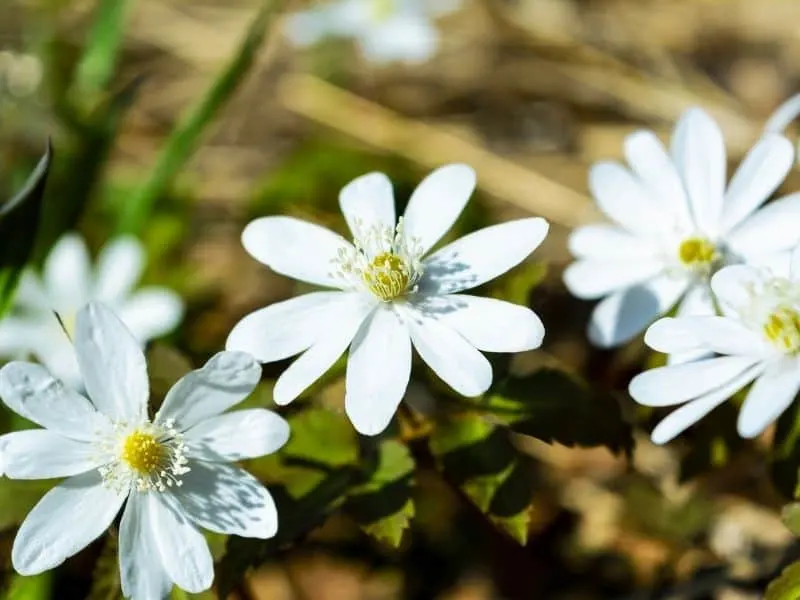 Rue anemone flowers