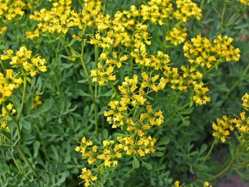 yellow rue flowers