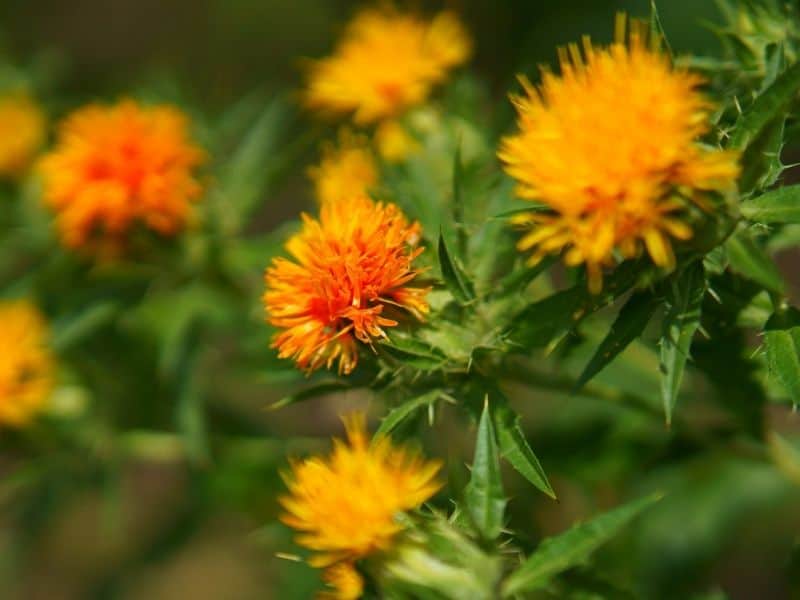 Safflower blooms