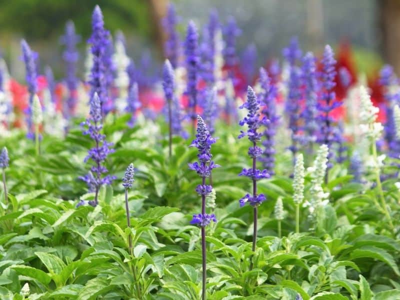 salvia flowers