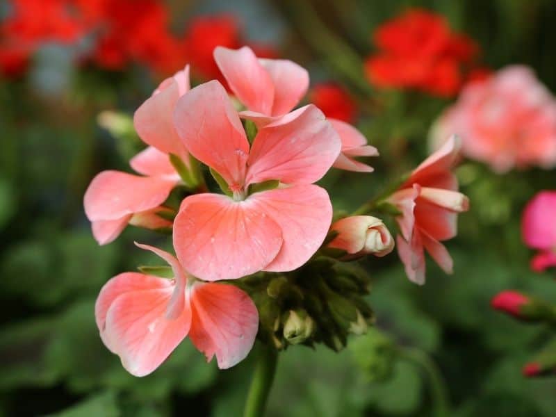 scented geranium flowers