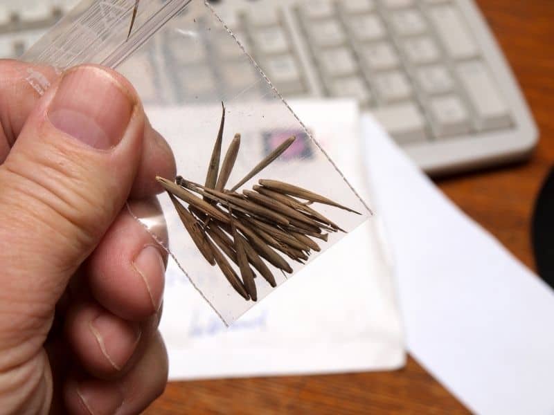 man's hand holding a small bag of seeds