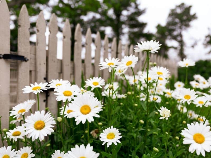 shasta daisies by a fence