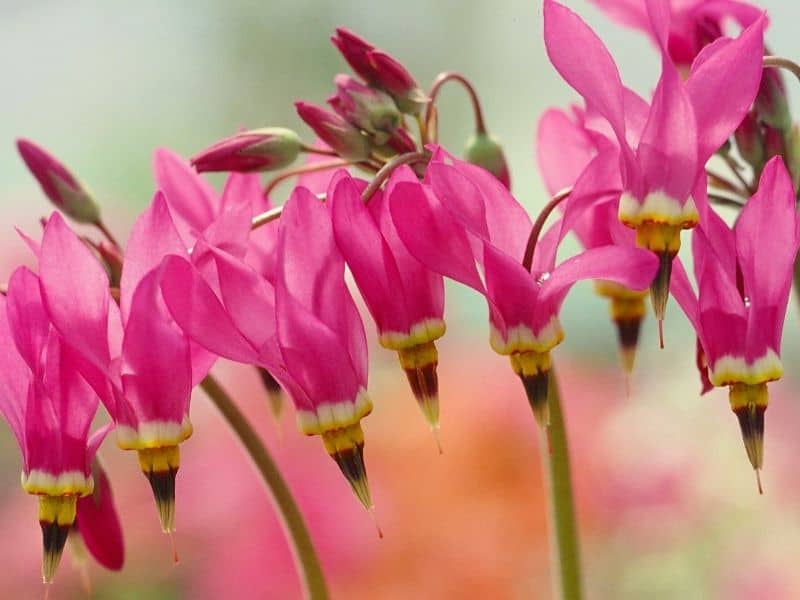 pink shooting star flowers