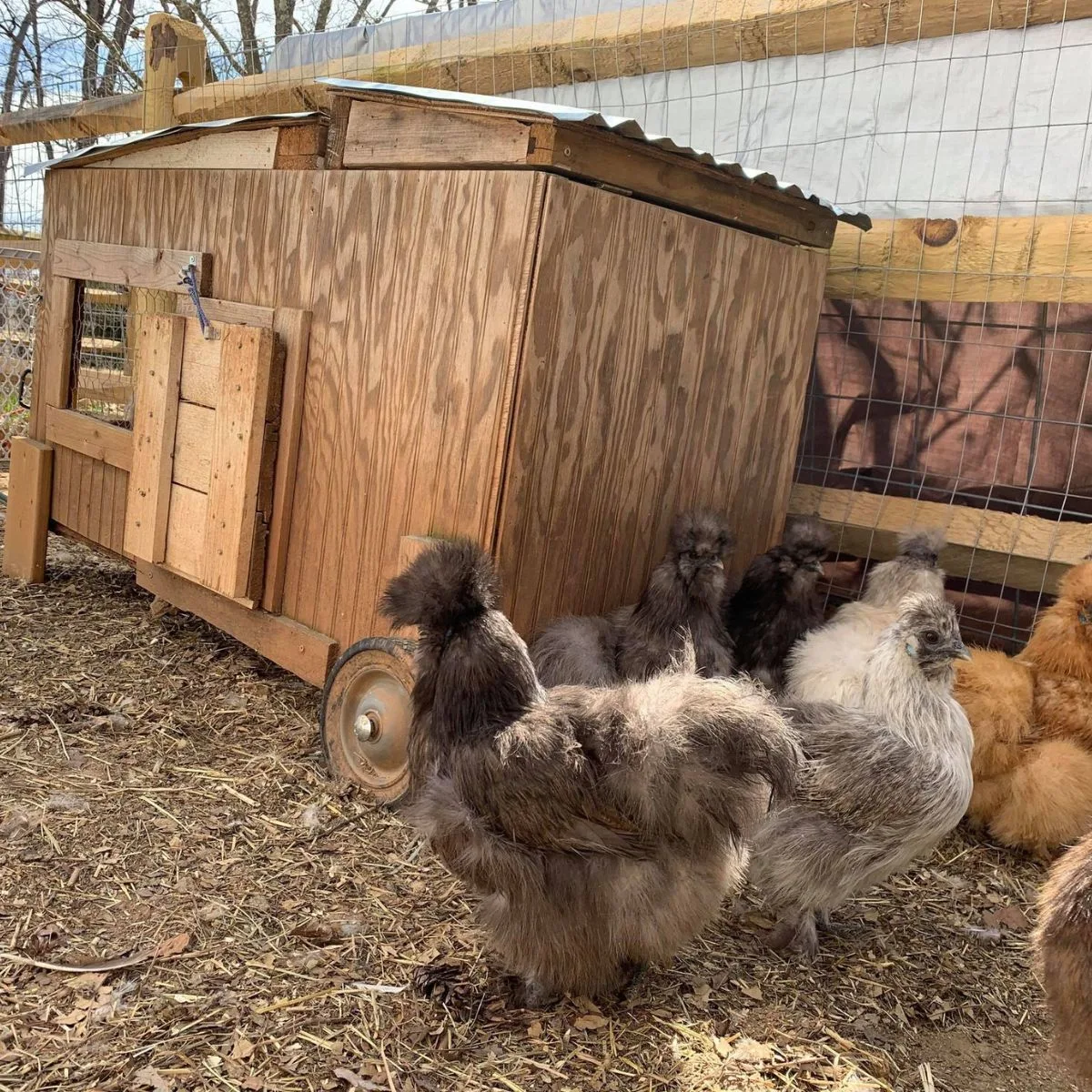 wooden silkies coop and a few silkies roaming around. 