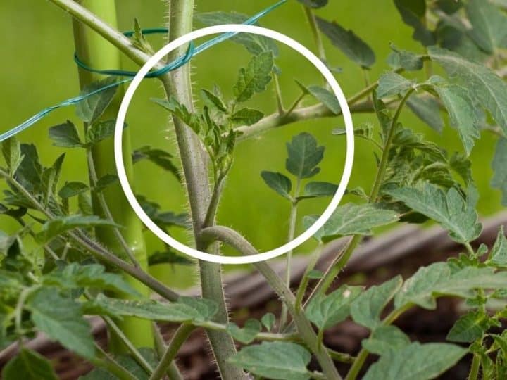 How To Prune Tomato Plants A Simple, Straightforward Guide