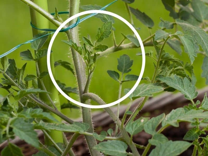 small tomato sucker, ready to prune