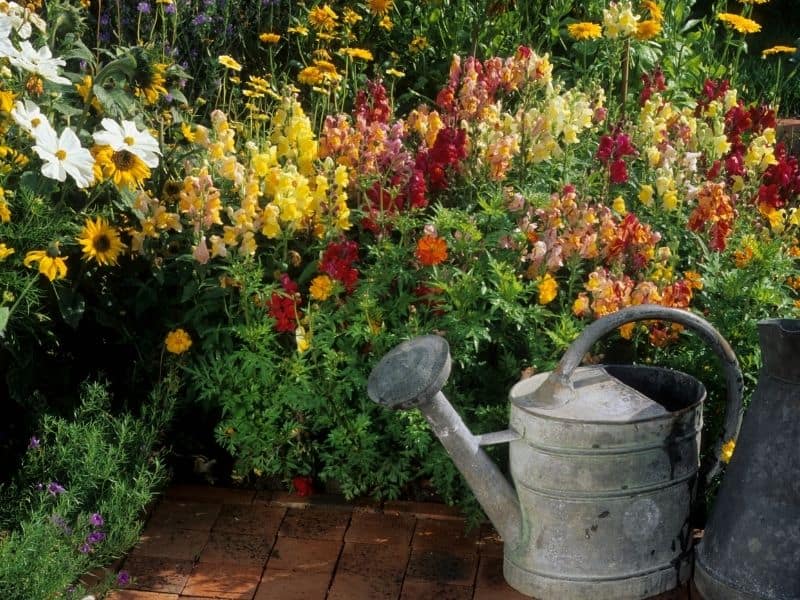 multicolor snapdragon flowers