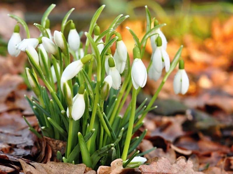 snowdrop flowers