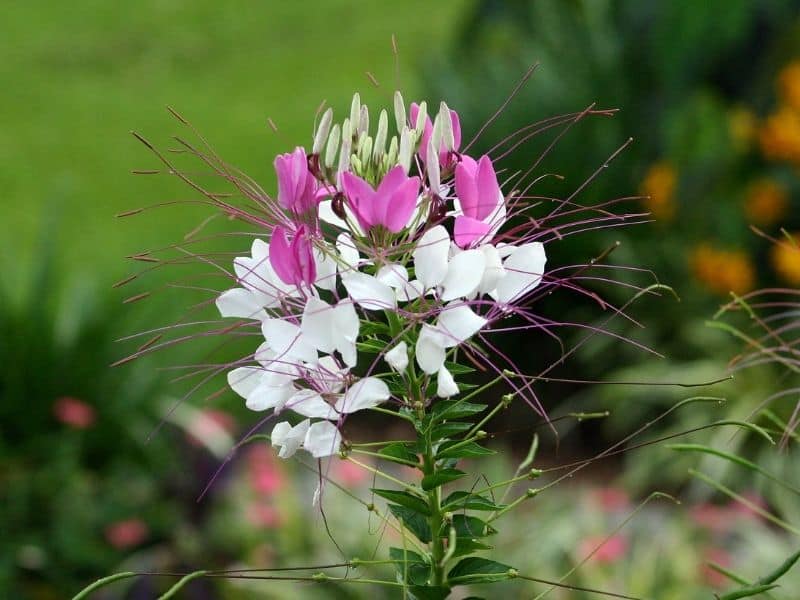 spider flower