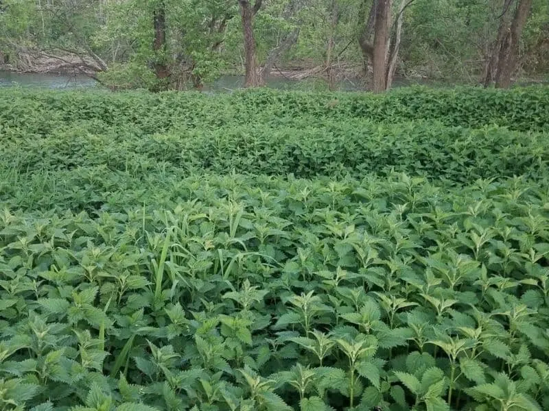 stinging nettle patch by the river