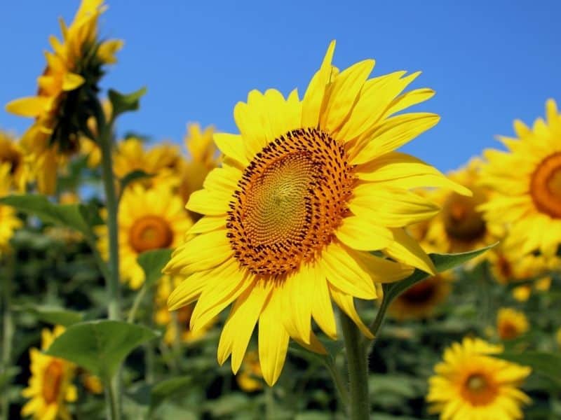 sunflower in the garden