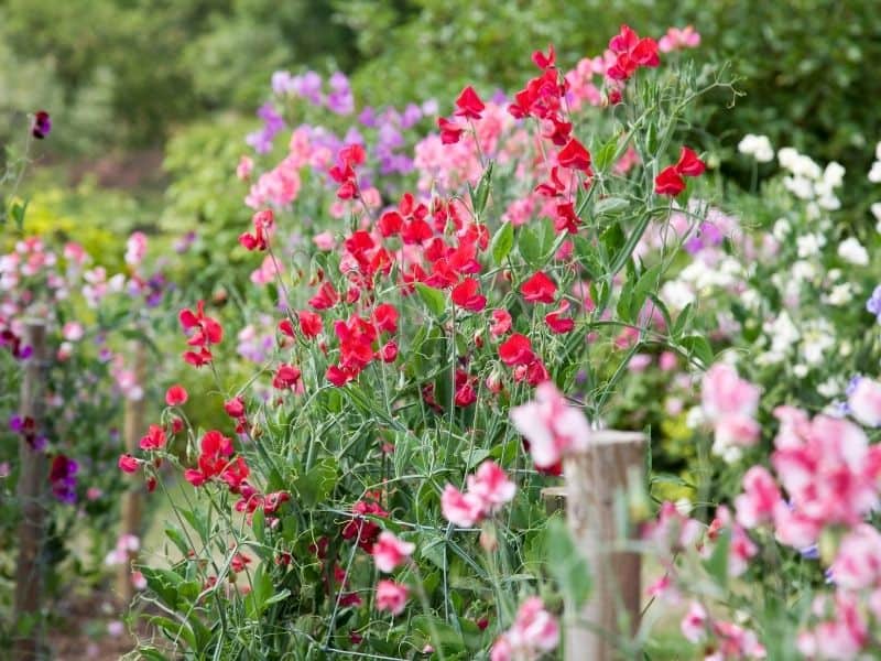 pretty sweet pea flowers in the garden