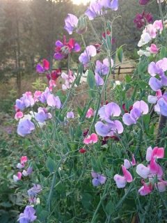 sweet pea lavender and pink colored flowers