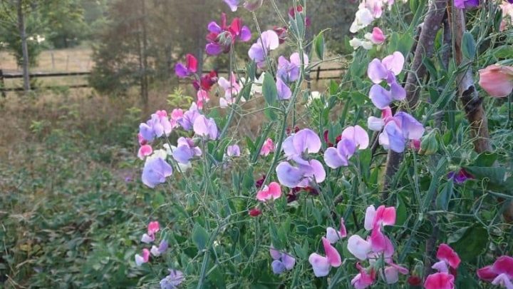 20 Stunning Flowers that Start with S