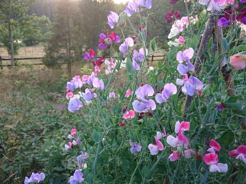 sweet pea lavender and pink colored flowers