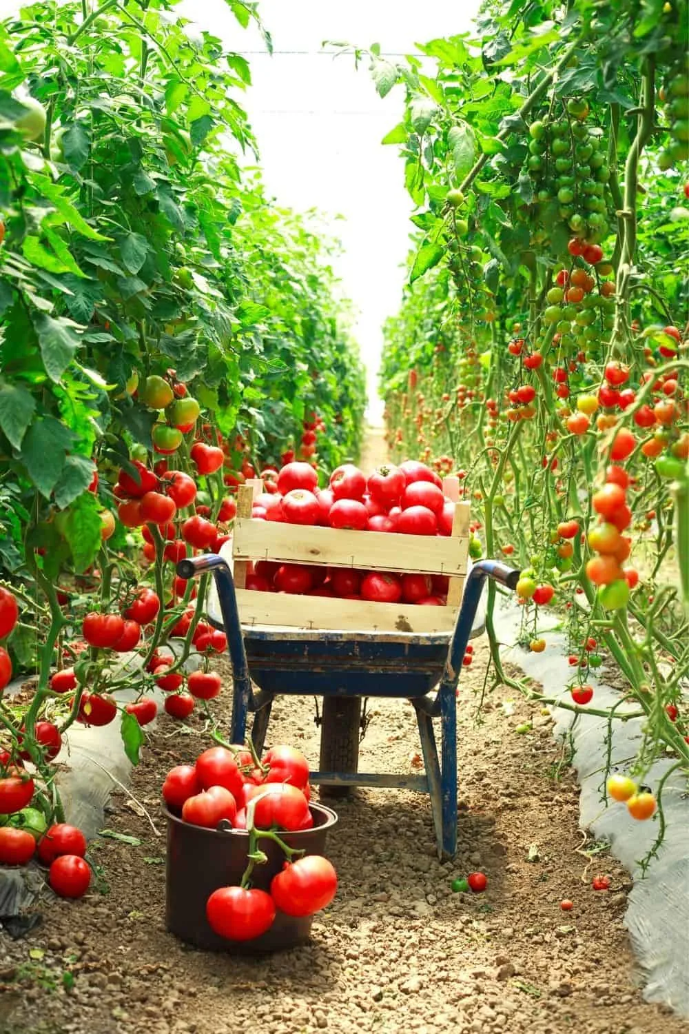 tall tomato plants