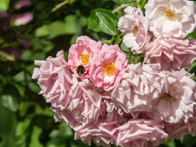 tea rose flowers