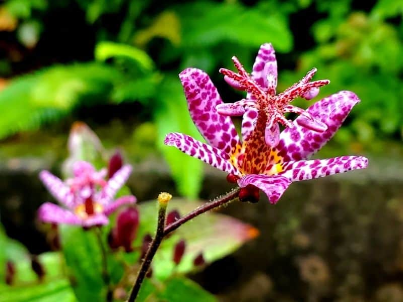 Toad lily flower