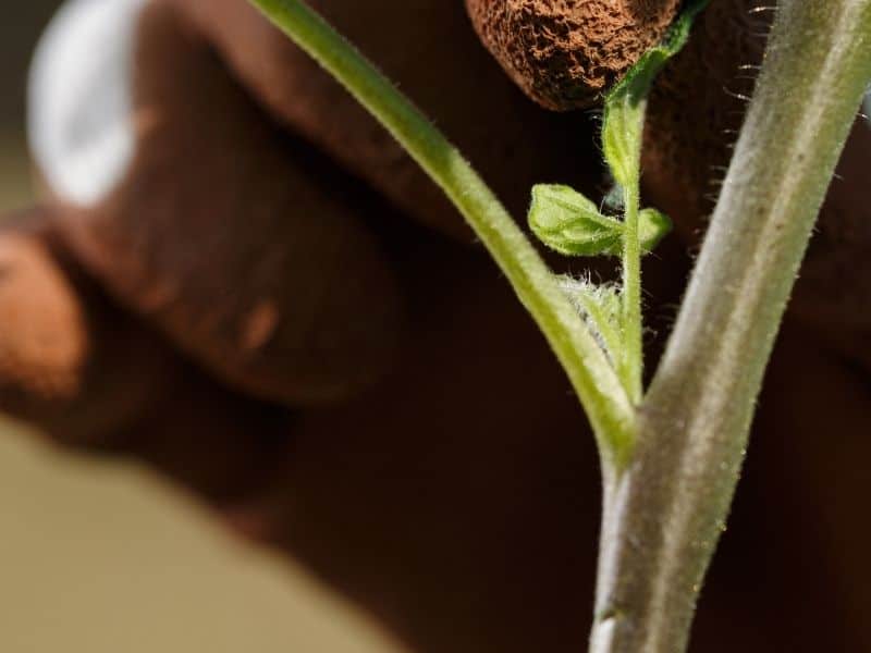 tomato plant sucker