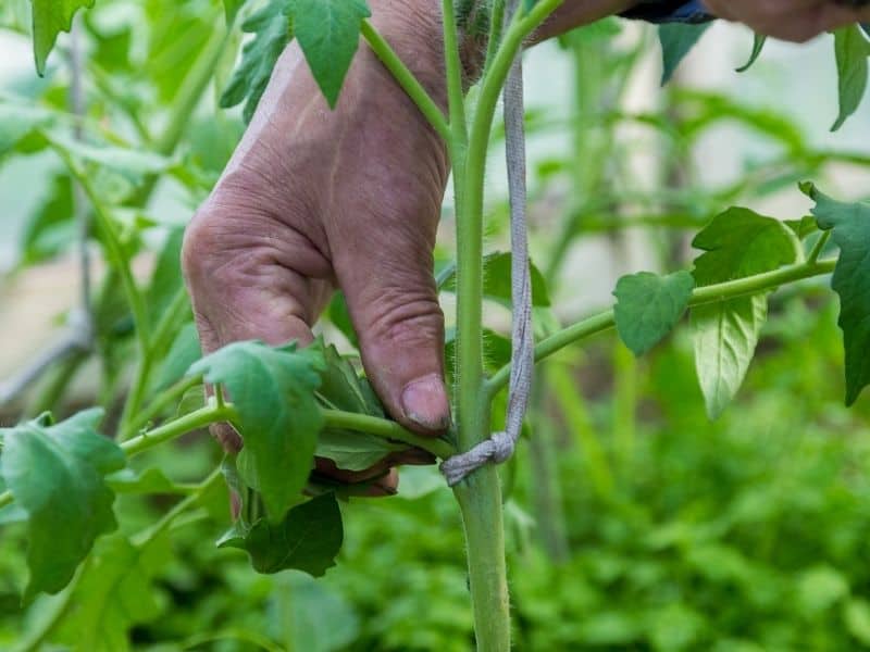 man removing tomato sucker