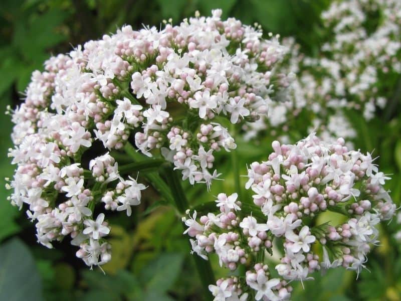 valerian flowers