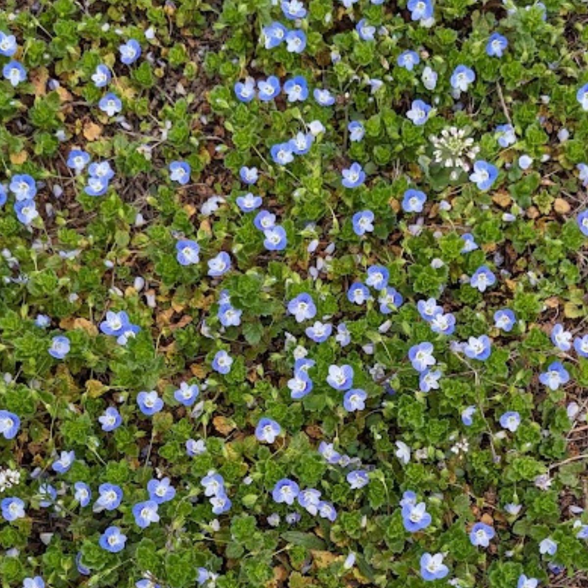 pretty blue flowers of verionica persica, also known as common field-speedwell.